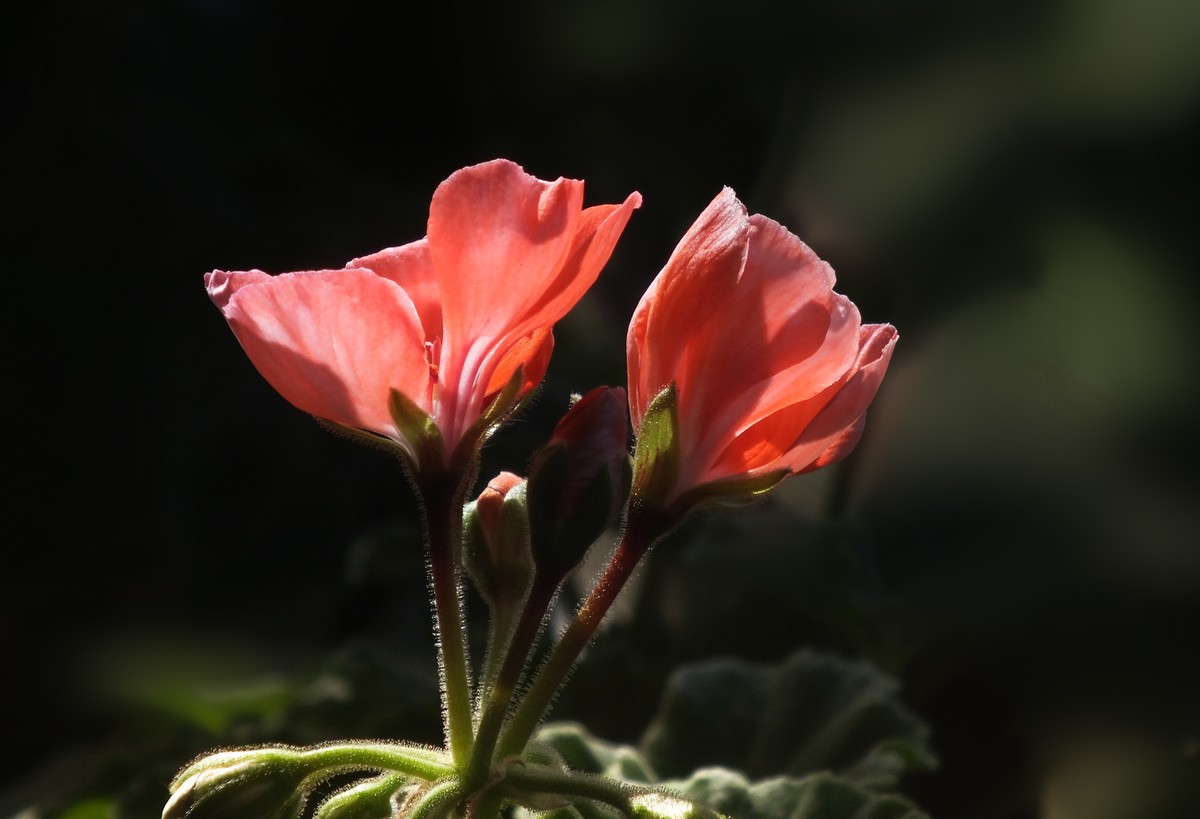花卉