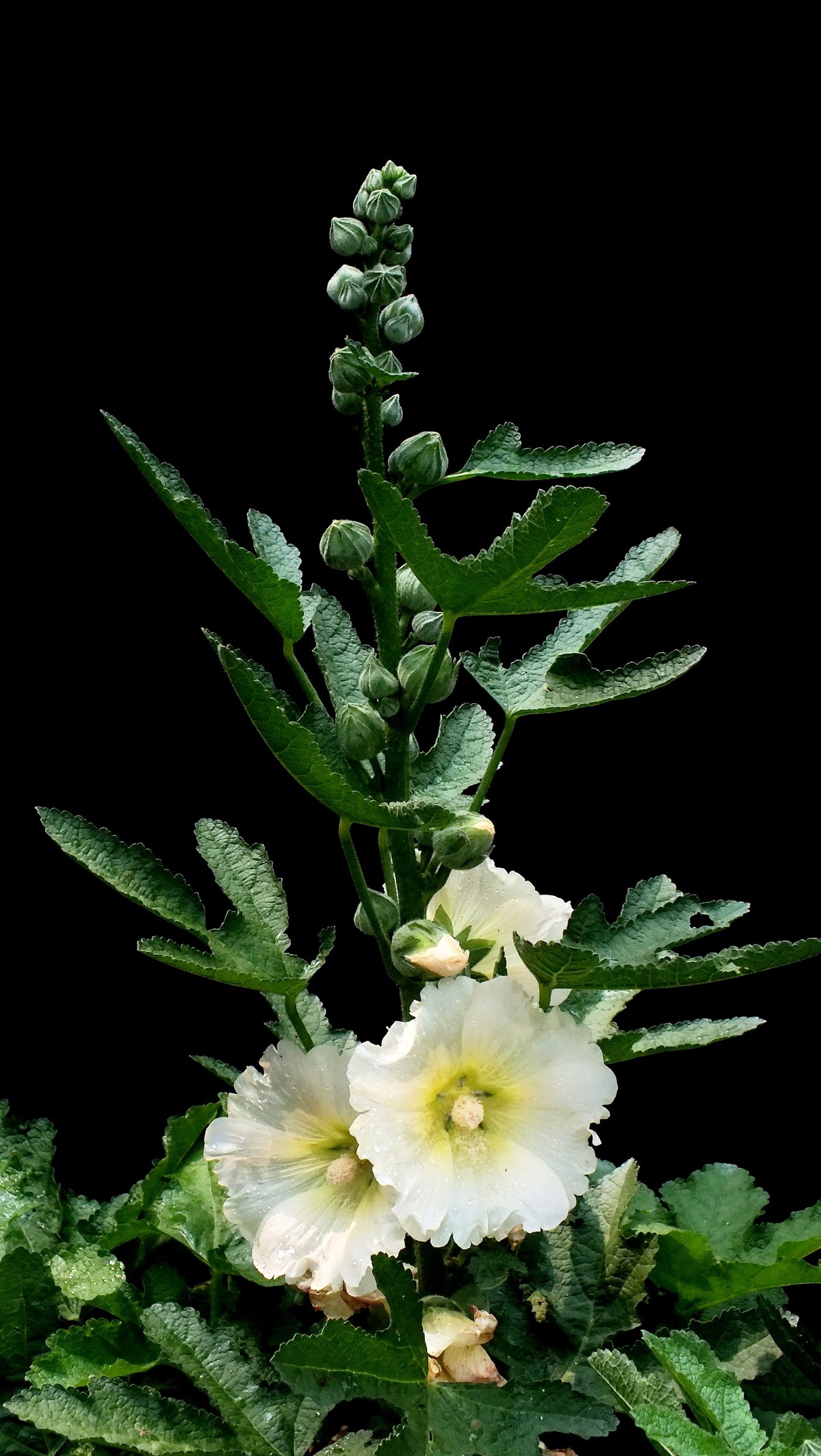 蜀葵 (4)