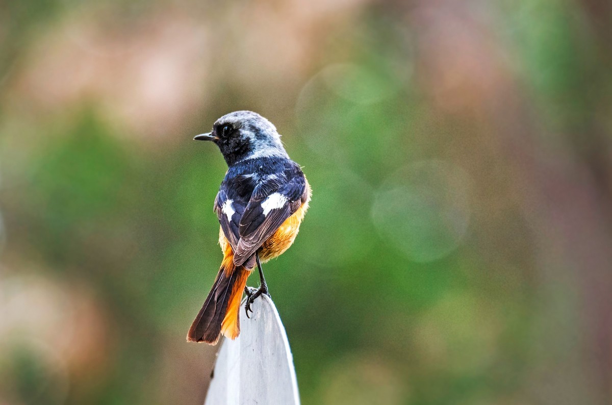 北红尾鸲（十四）