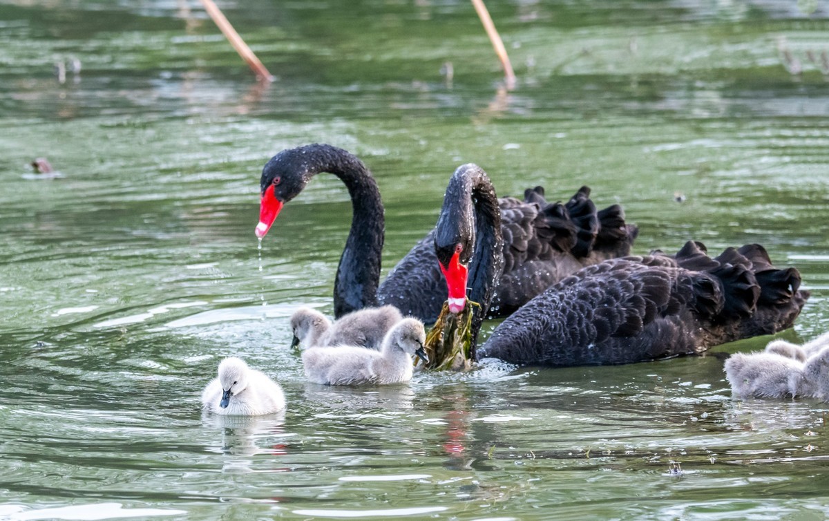 黑天鹅的一家子（四）