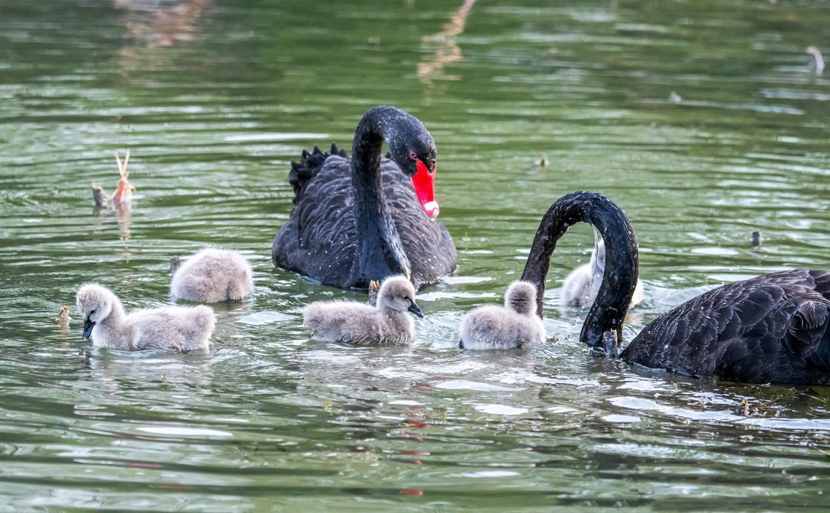 黑天鹅的一家子（四）