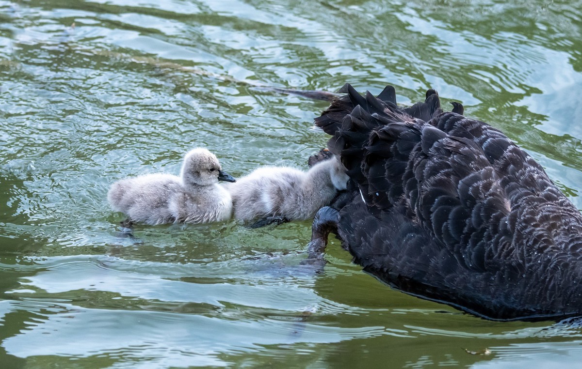 黑天鹅的一家子（四）