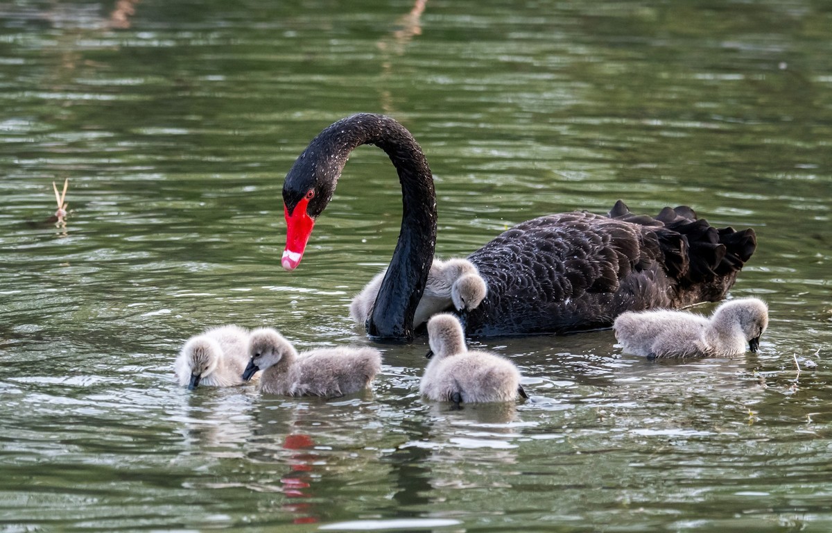 黑天鹅的一家子（四）