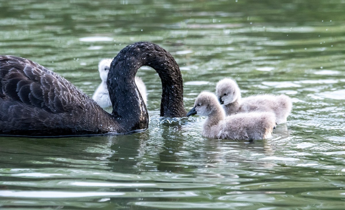 黑天鹅的一家子（四）