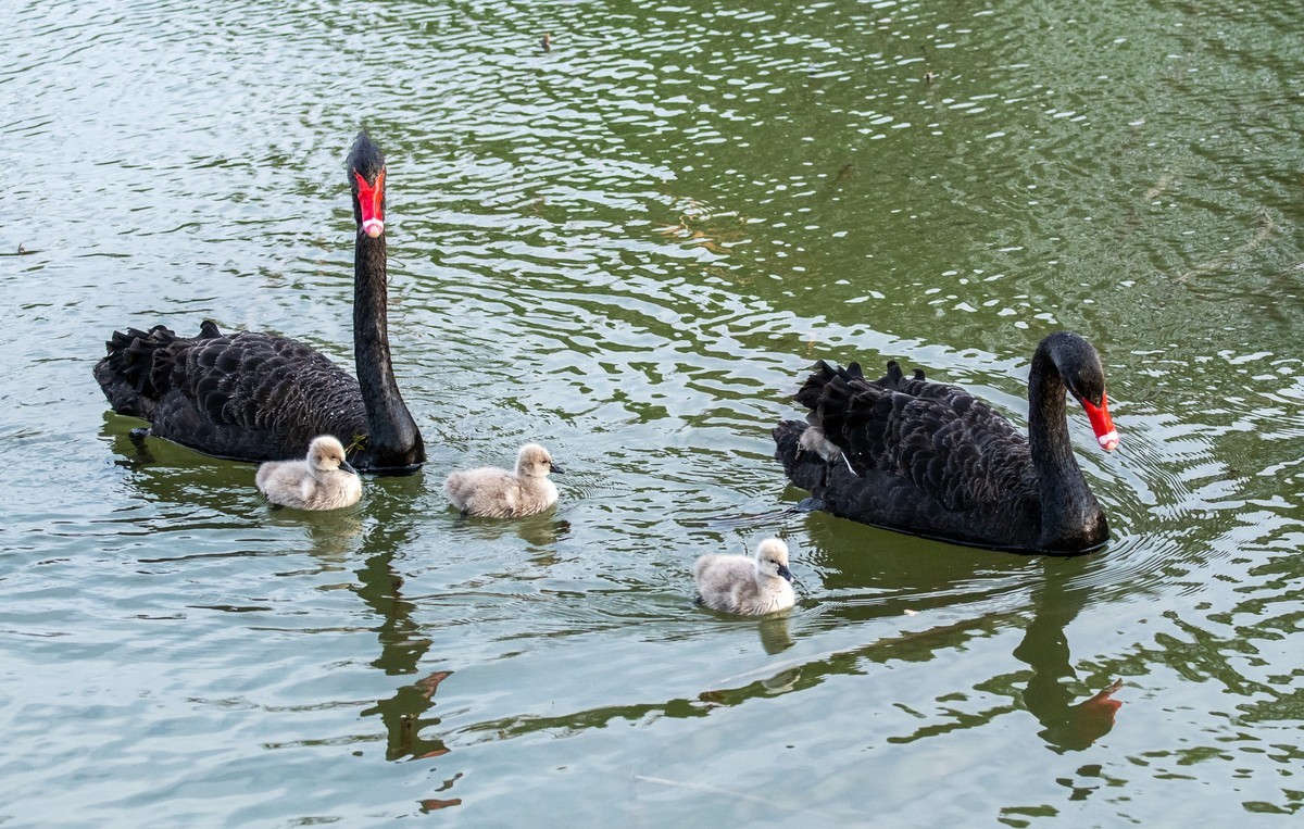 黑天鹅的一家子（四）