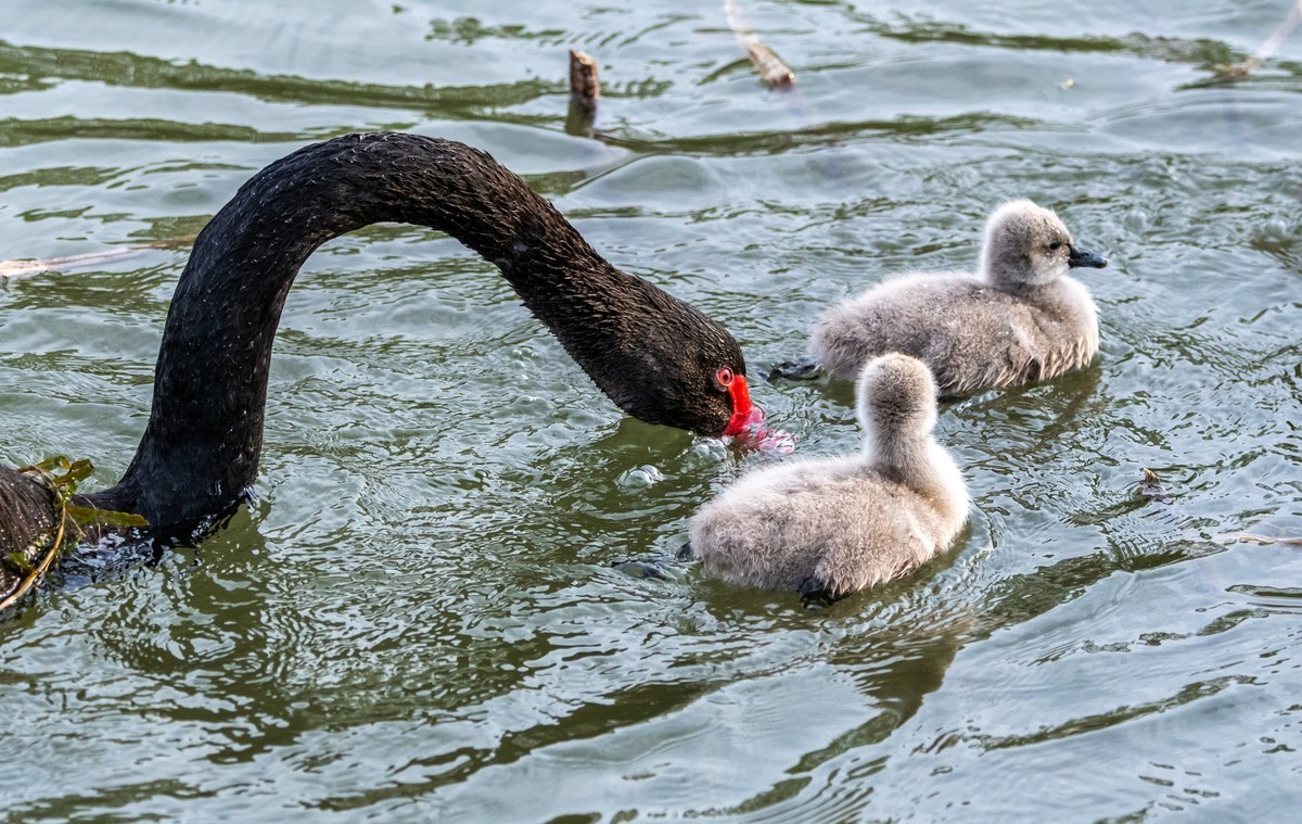 黑天鹅的一家子（四）