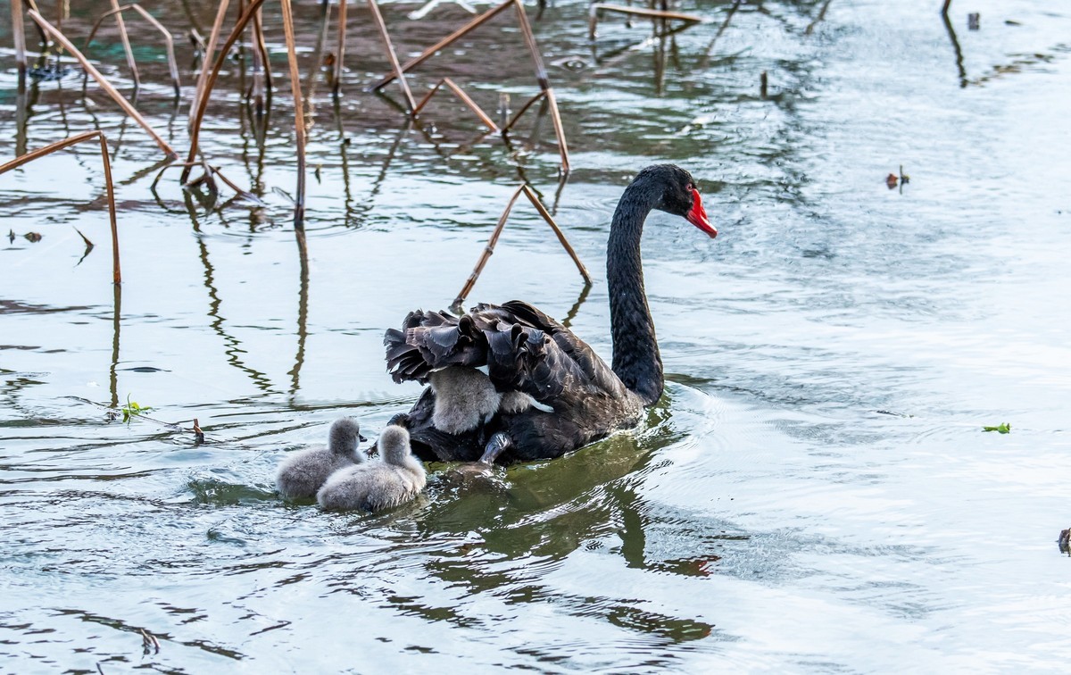 黑天鹅的一家子（四）