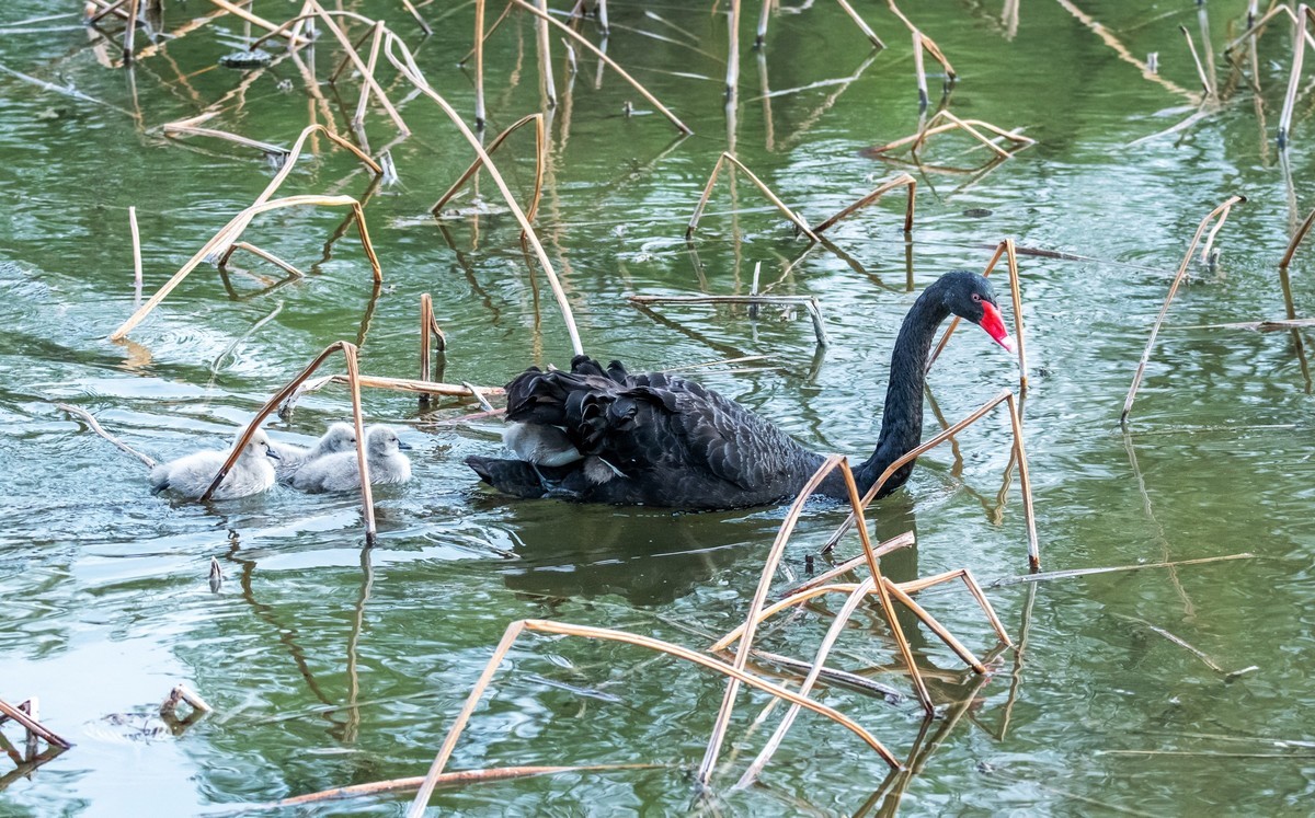 黑天鹅的一家子（四）
