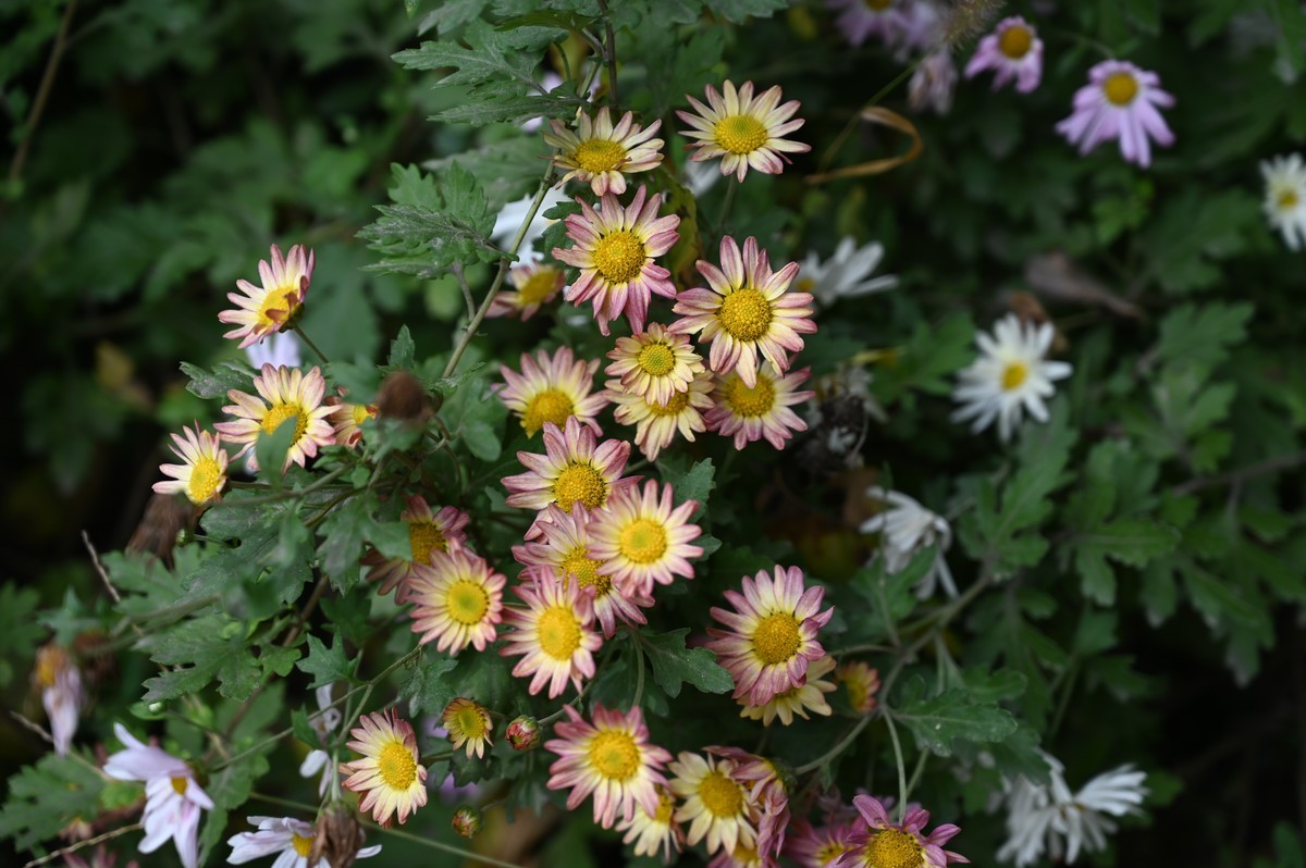 小菊花