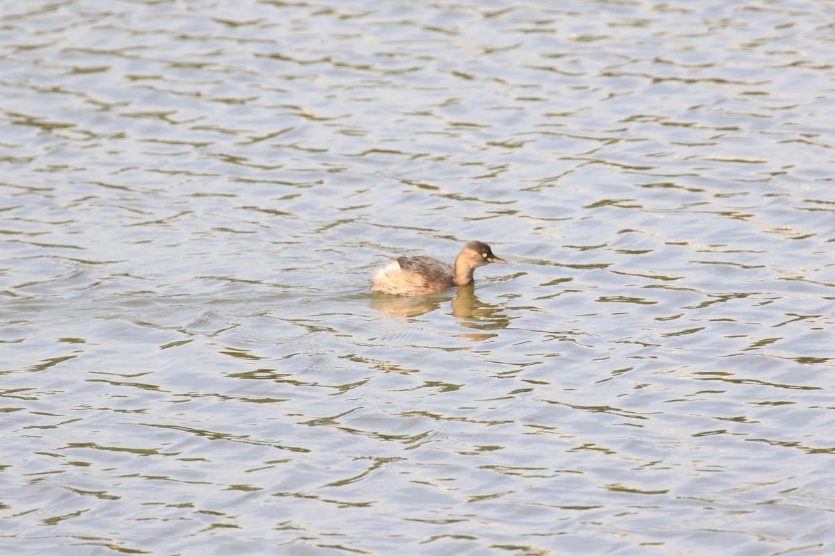 湿地公园保护鸟类