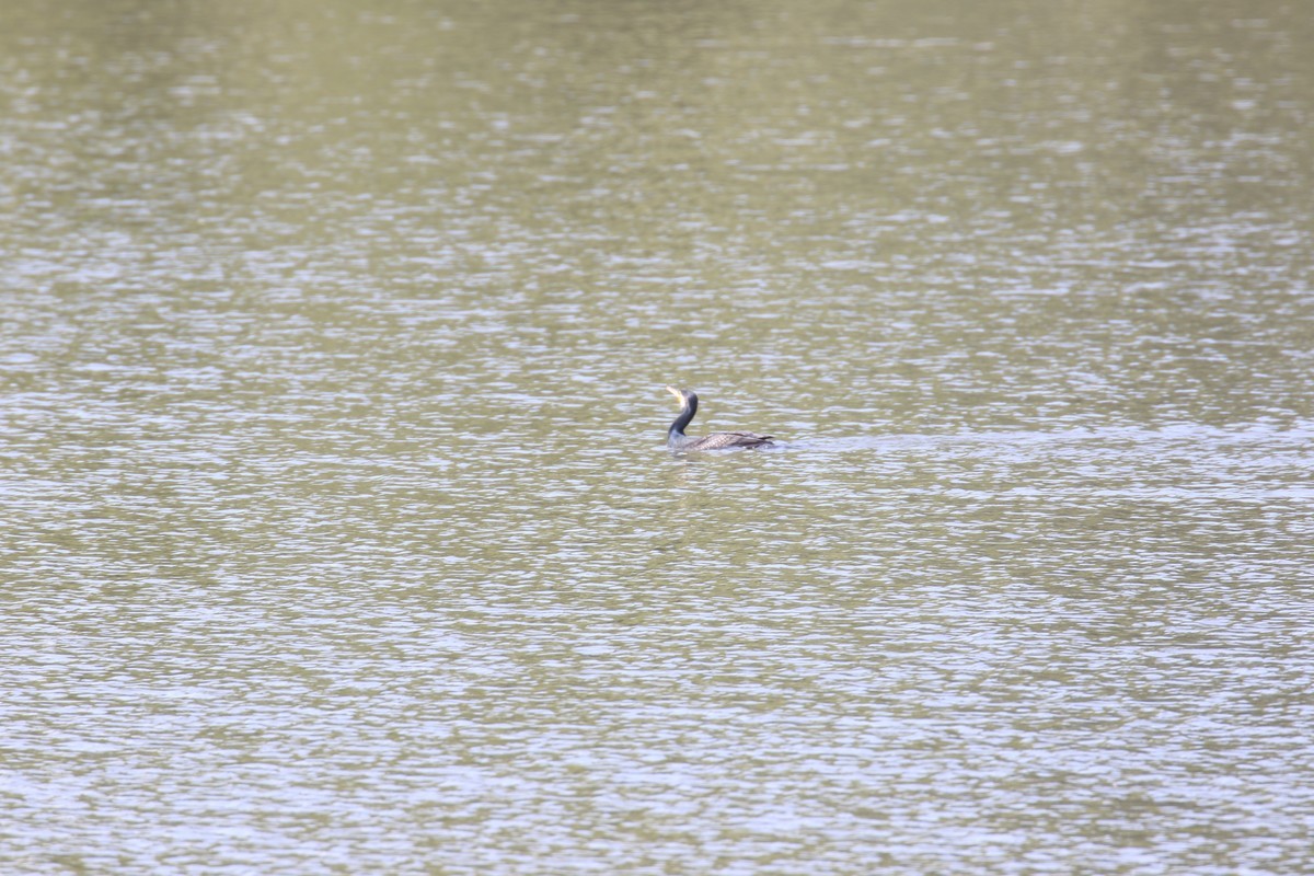 湿地公园保护鸟类
