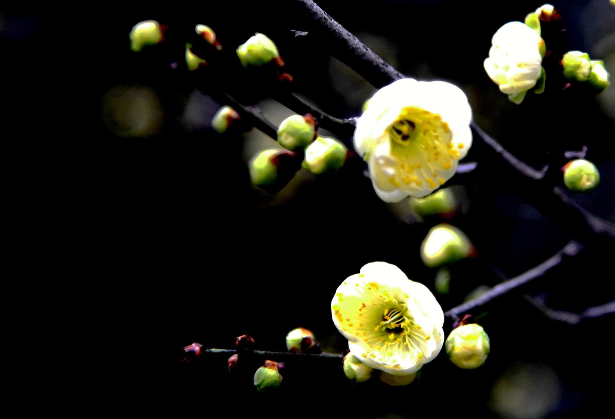 绿萼梅/梅花中佼佼者