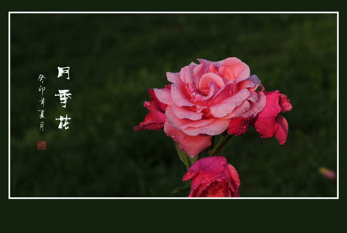 雨过羞花缀满泪，珠润秀色艳更浓