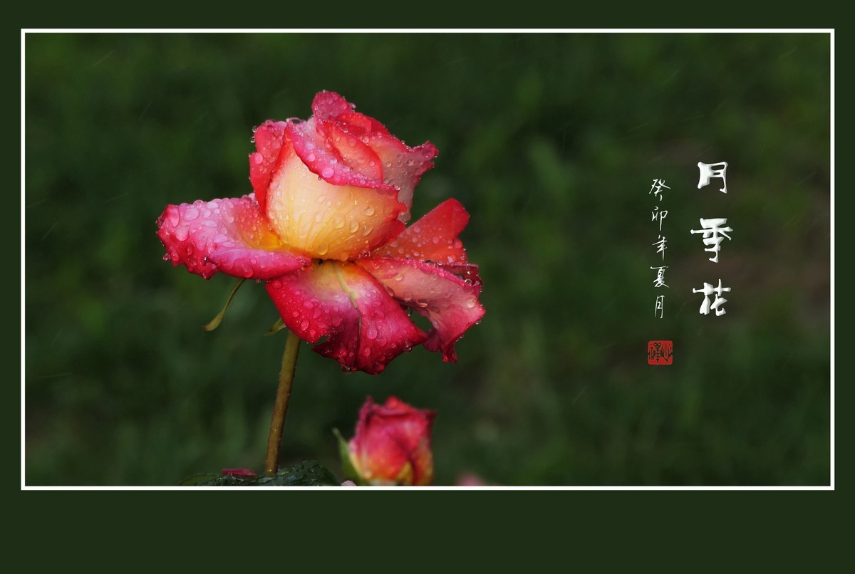 雨过羞花缀满泪，珠润秀色艳更浓