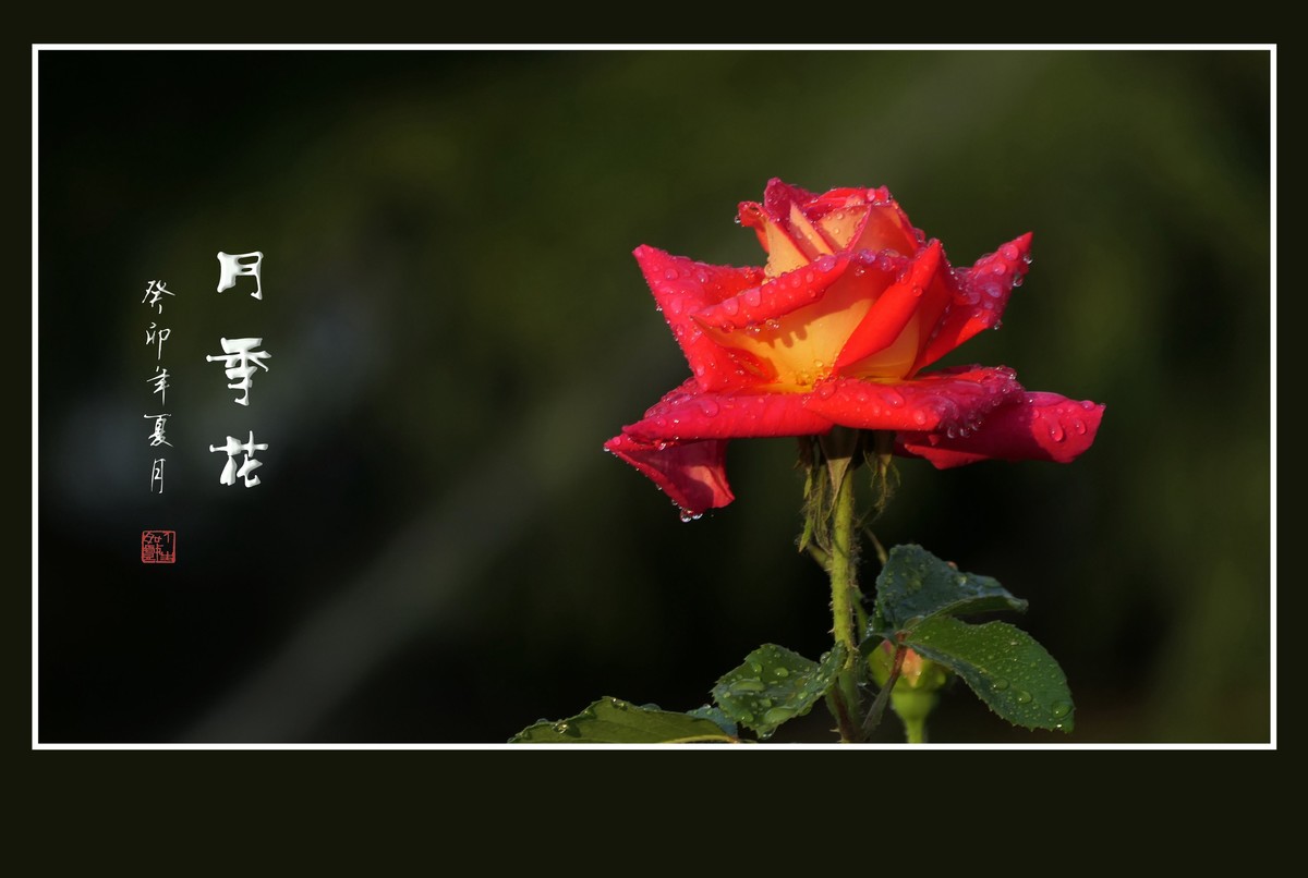 雨过羞花缀满泪，珠润秀色艳更浓