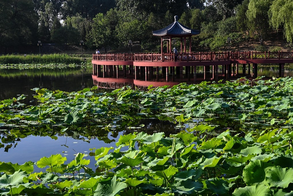 #盛夏#荷塘