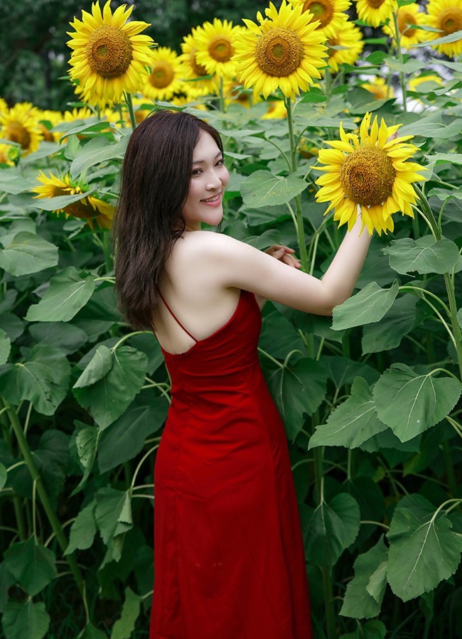 葵园里的红裙子