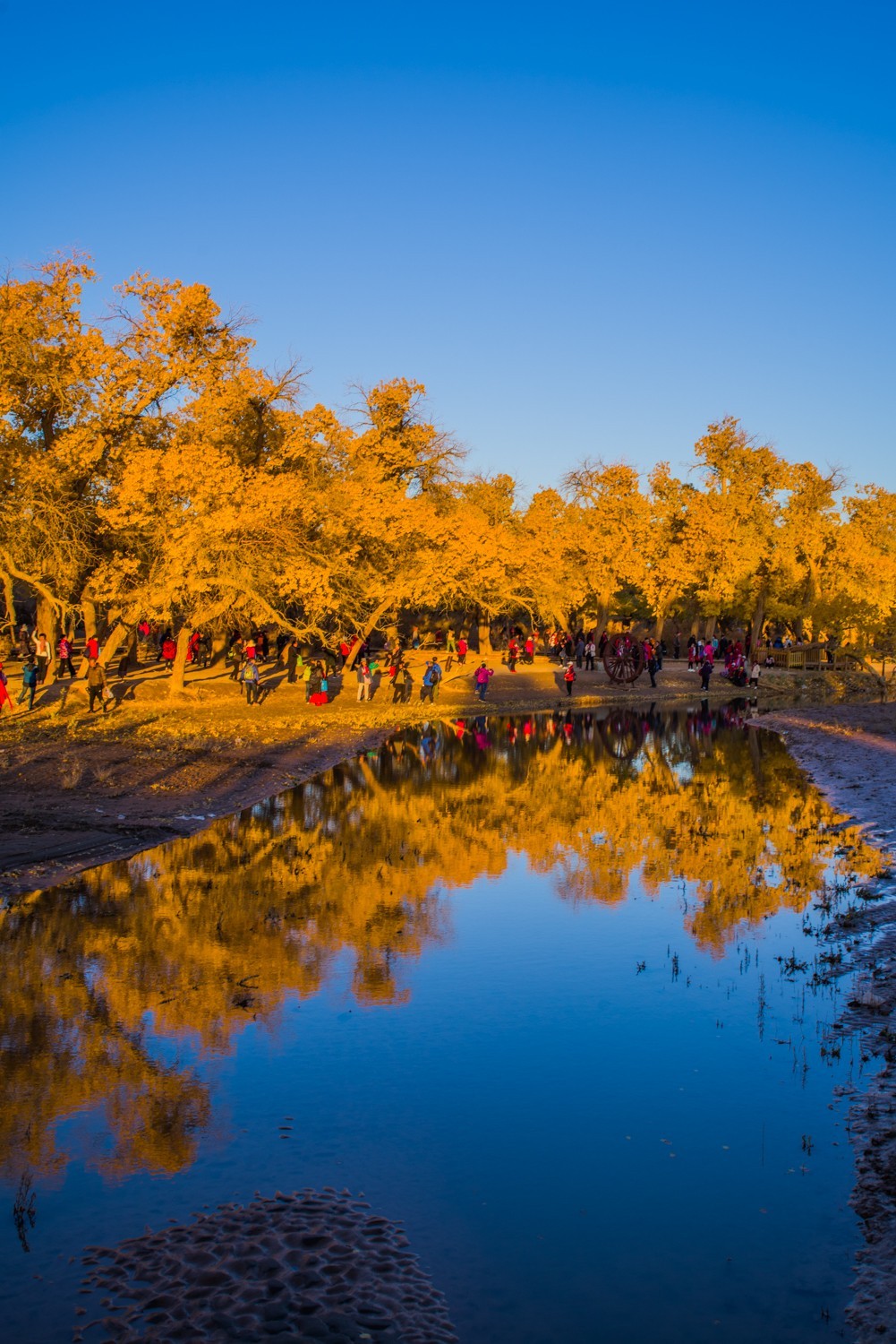额济纳胡杨林二道桥的晨