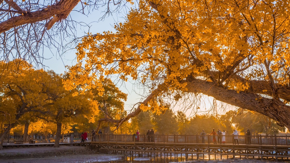 额济纳胡杨林二道桥的晨