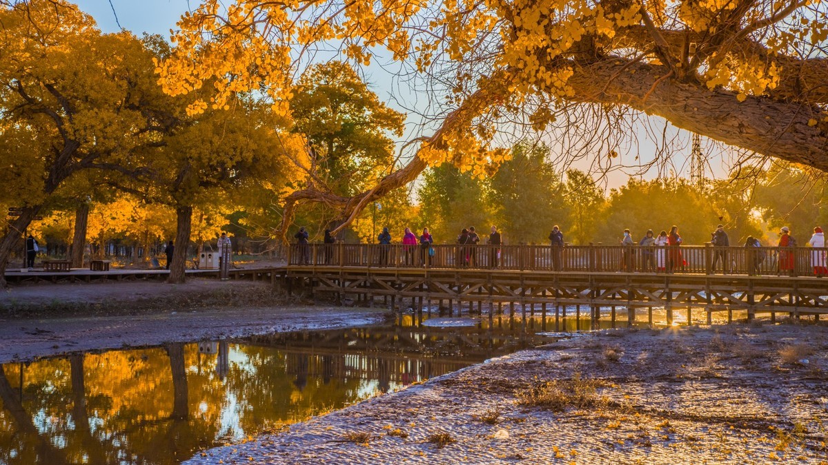 额济纳胡杨林二道桥的晨