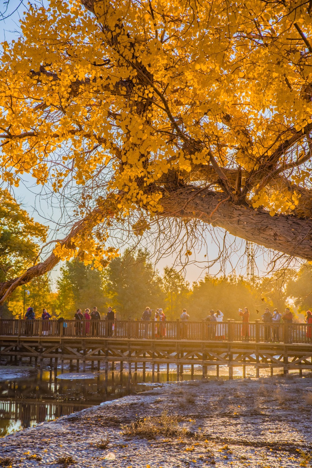 额济纳胡杨林二道桥的晨