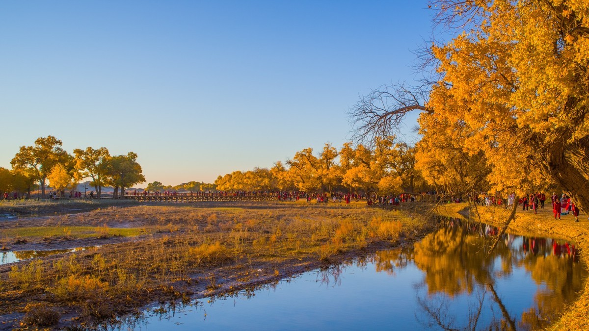 额济纳胡杨林二道桥的晨