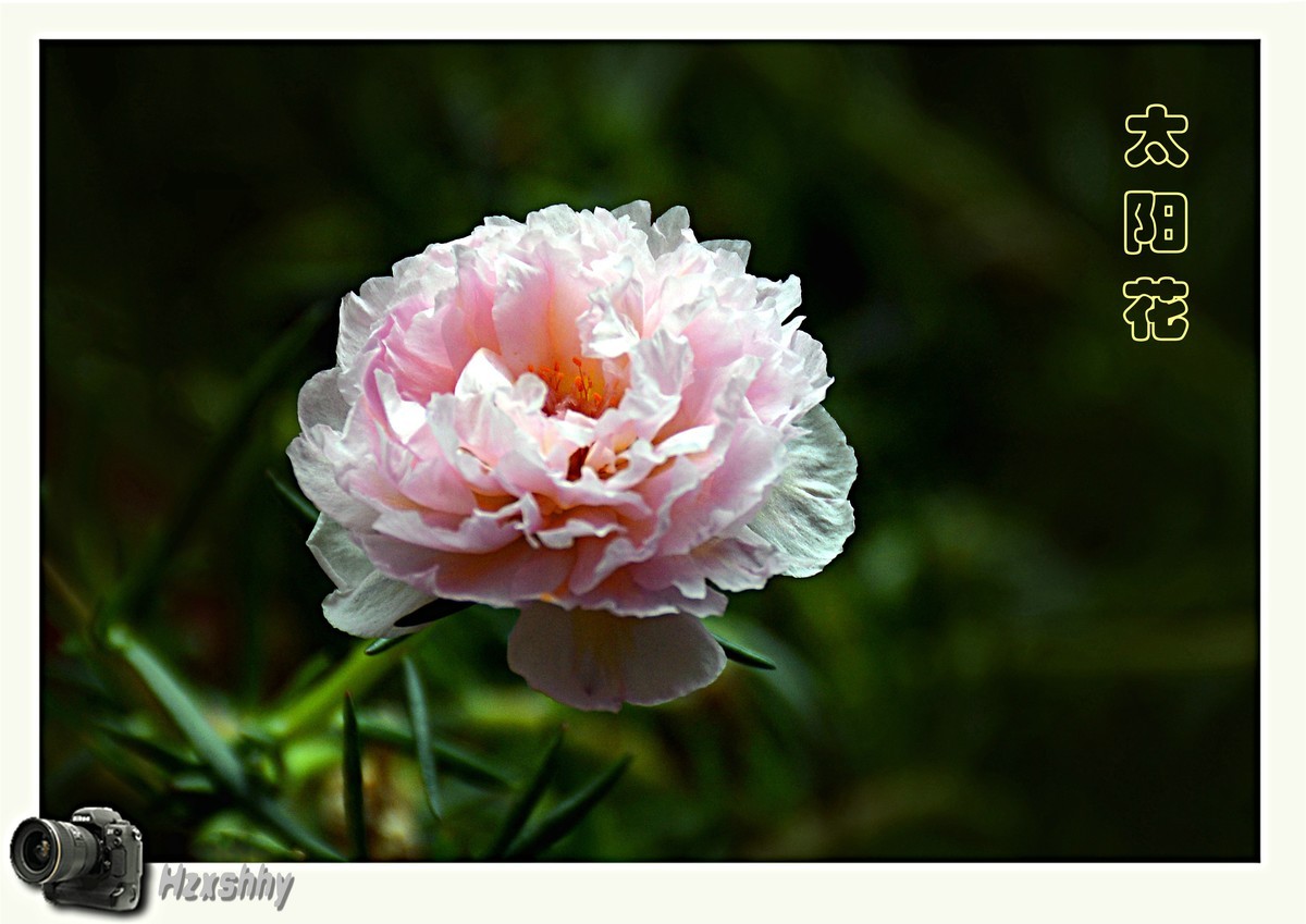 太阳花（2024029）