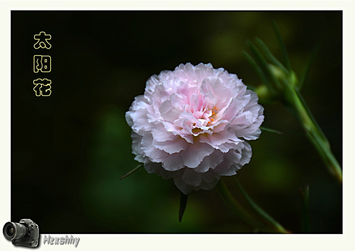 太阳花（2024029）