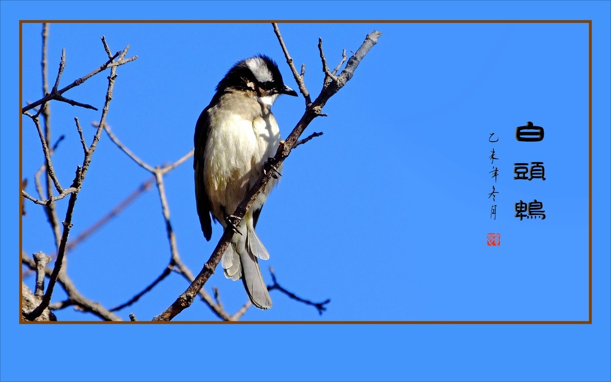 枝头上放歌的小鸟-白头鹎