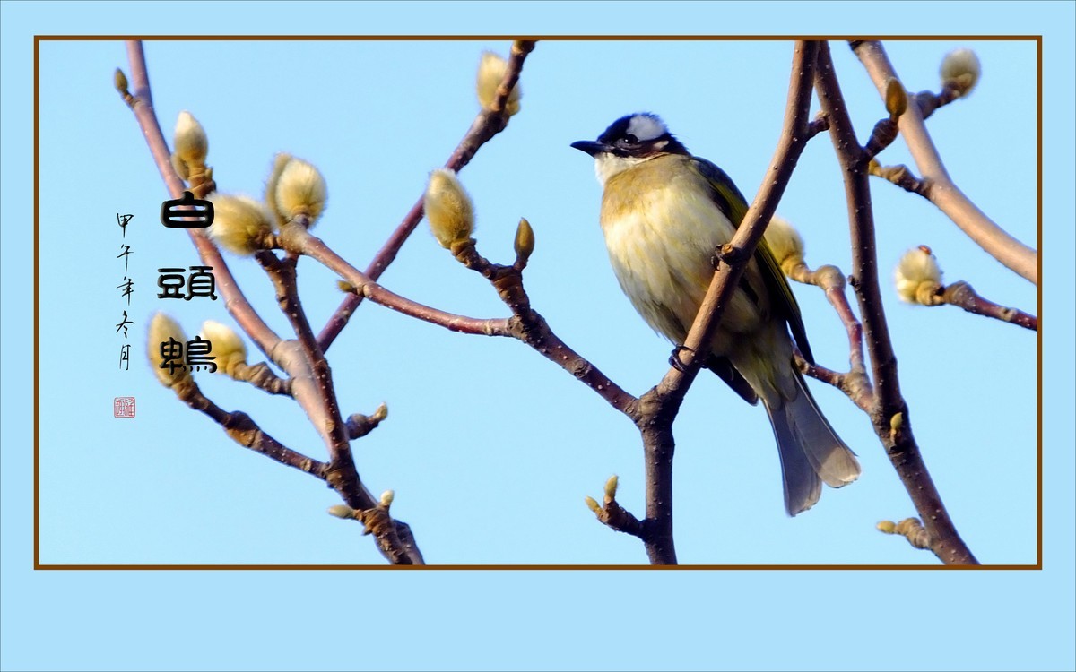 枝头上放歌的小鸟-白头鹎