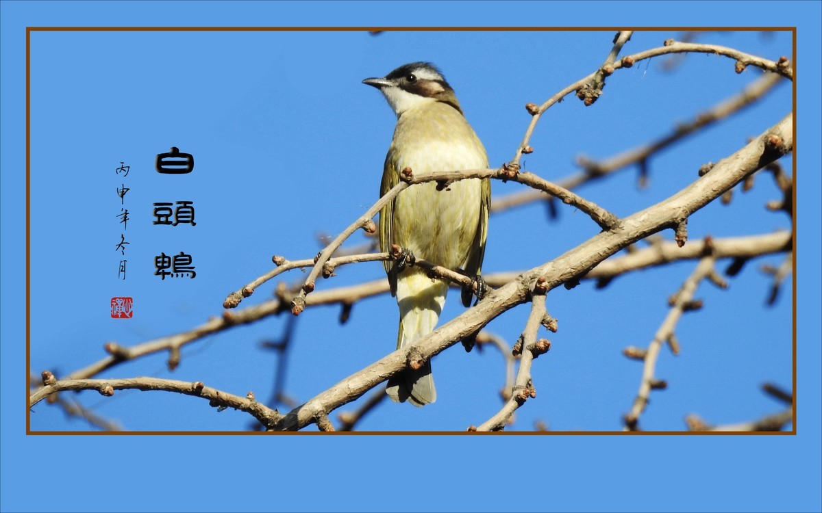 枝头上放歌的小鸟-白头鹎