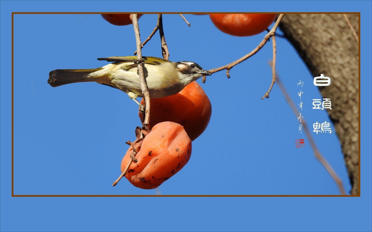 枝头上放歌的小鸟-白头鹎