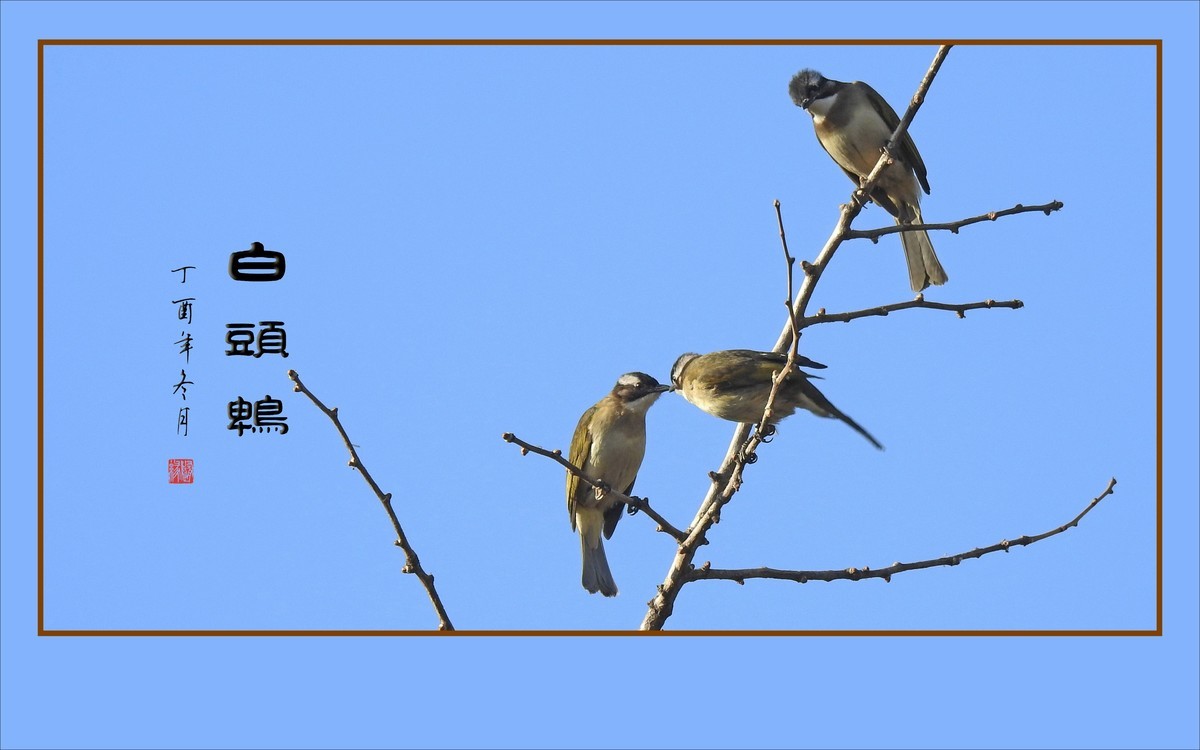 枝头上放歌的小鸟-白头鹎