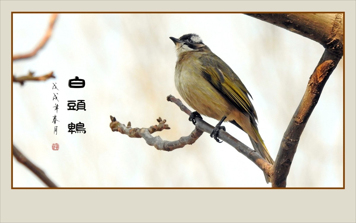 枝头上放歌的小鸟-白头鹎