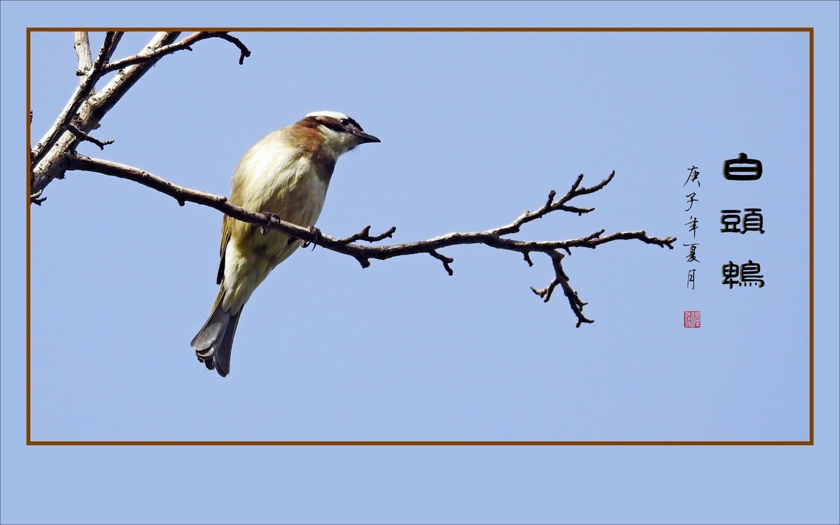 枝头上放歌的小鸟-白头鹎