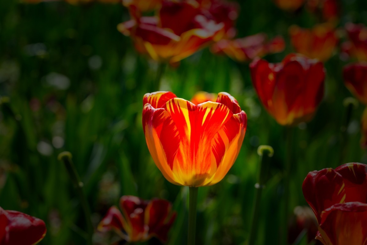 植物园拍郁金香10