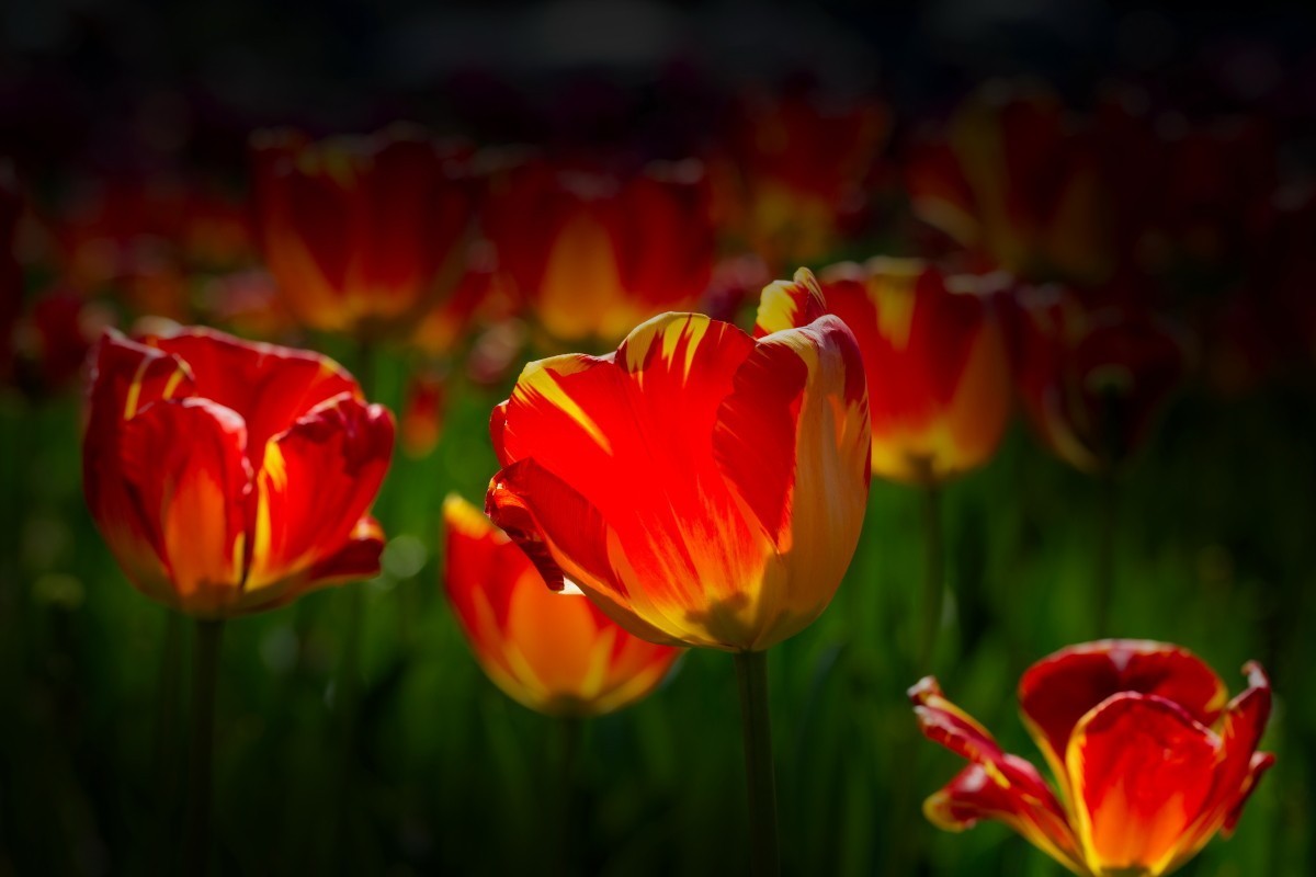 植物园拍郁金香10