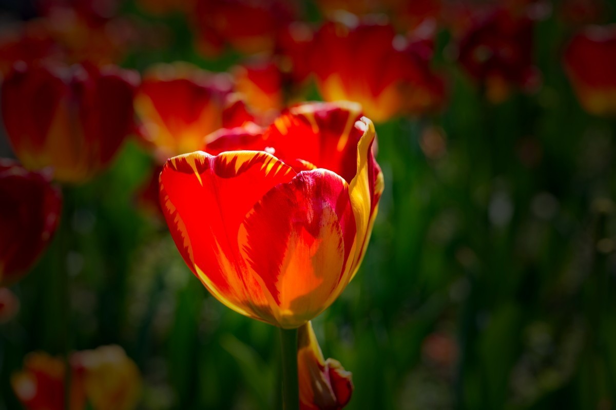 植物园拍郁金香10