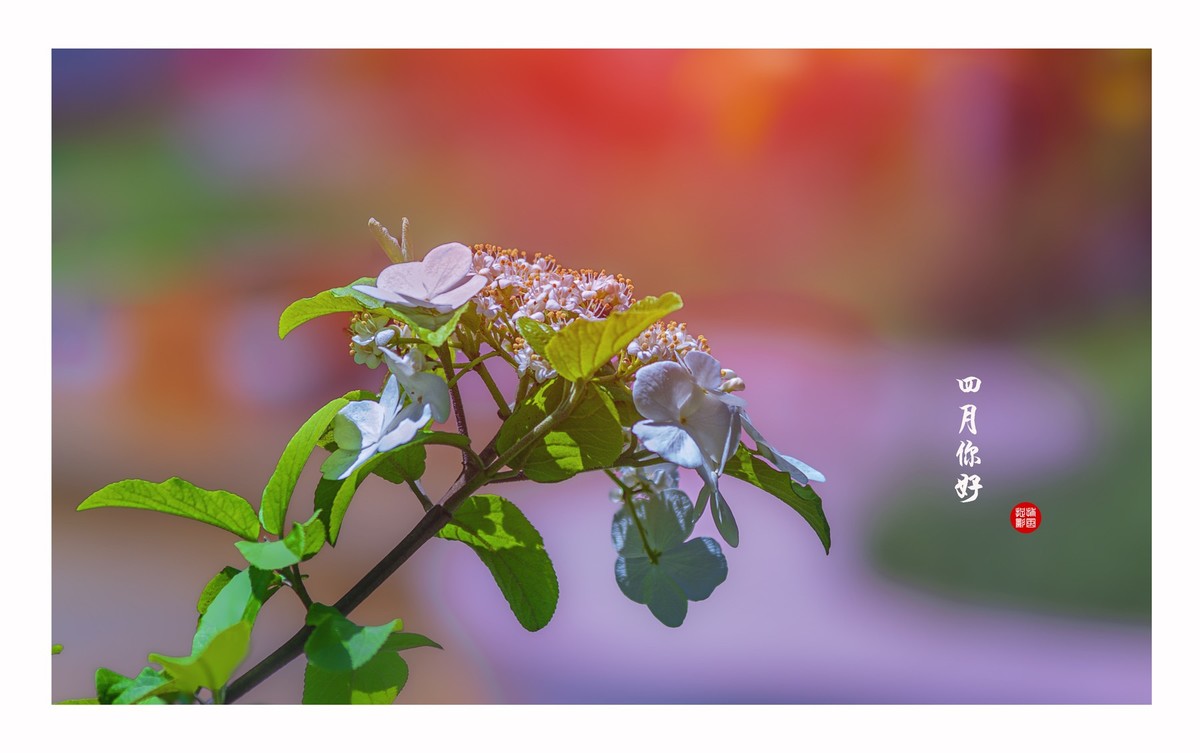 四月你好