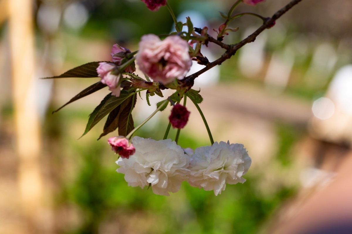 植物园拍樱花 6