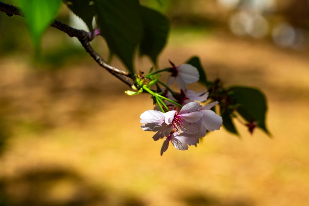 植物园拍樱花 6