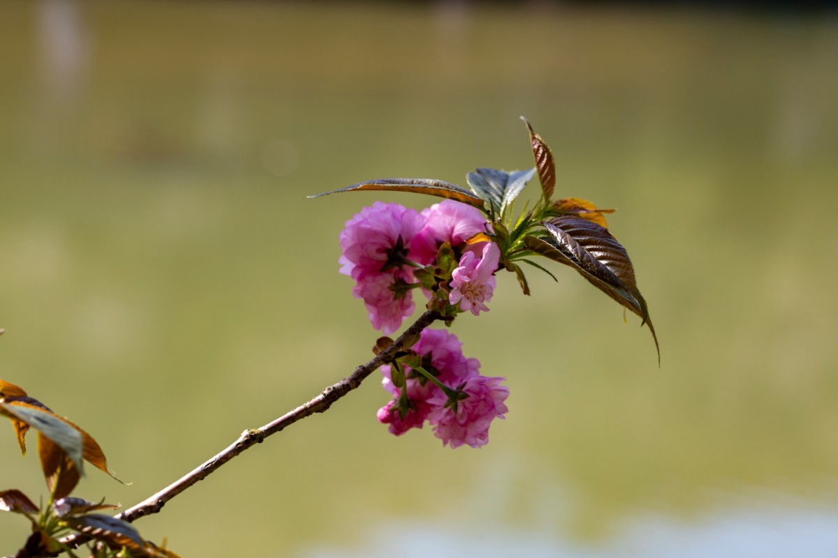 植物园拍樱花 6