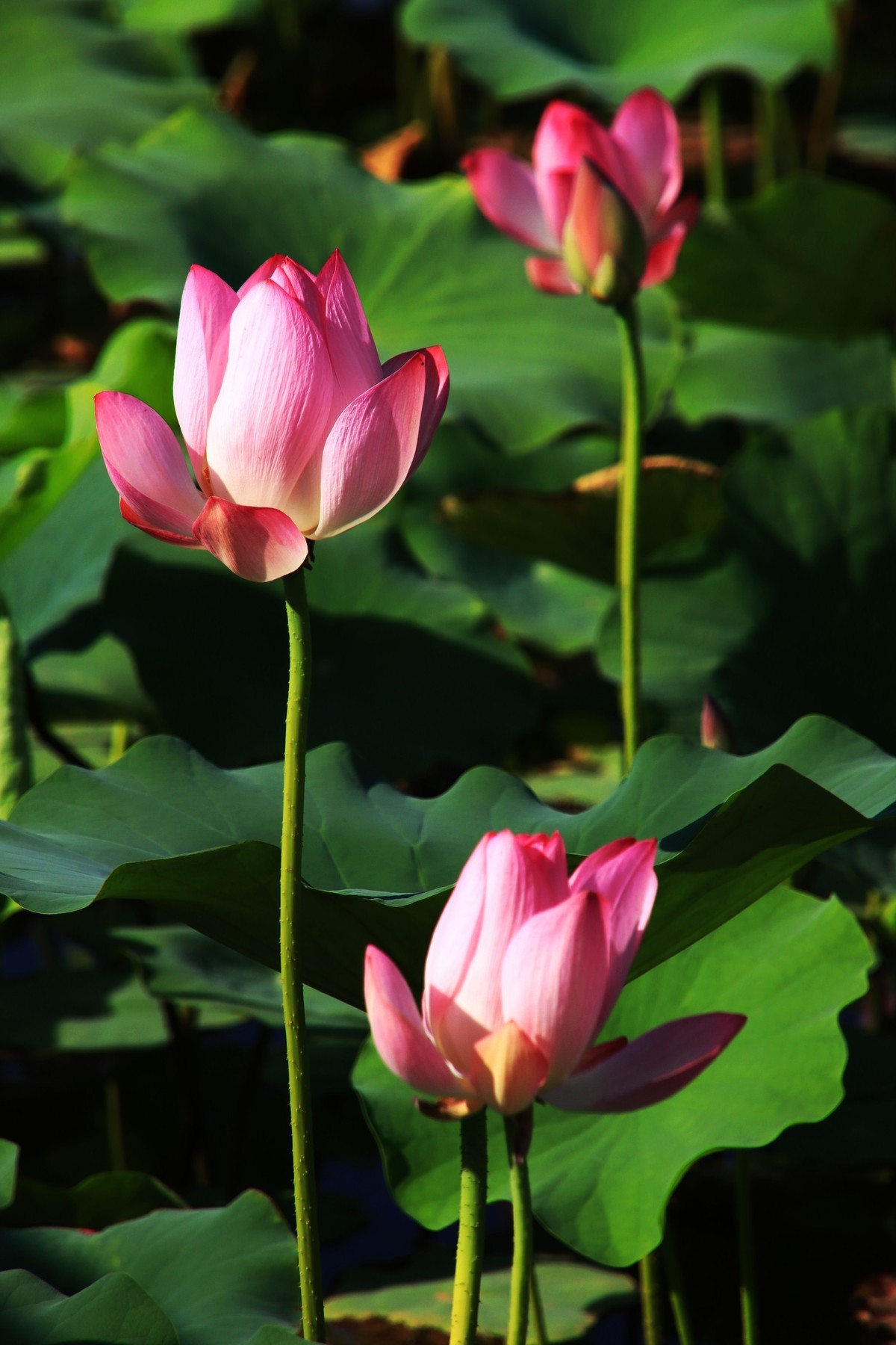 银川-骑行-saojie