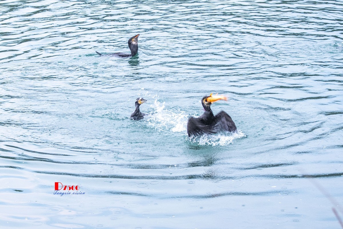 三月下江南——楠溪江狮子岩（8）