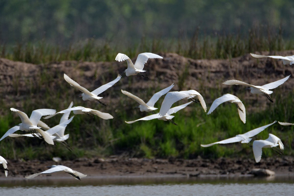 洞庭湖随拍（二）