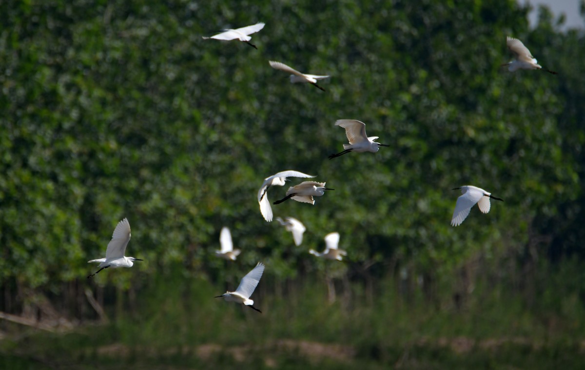 洞庭湖随拍（二）