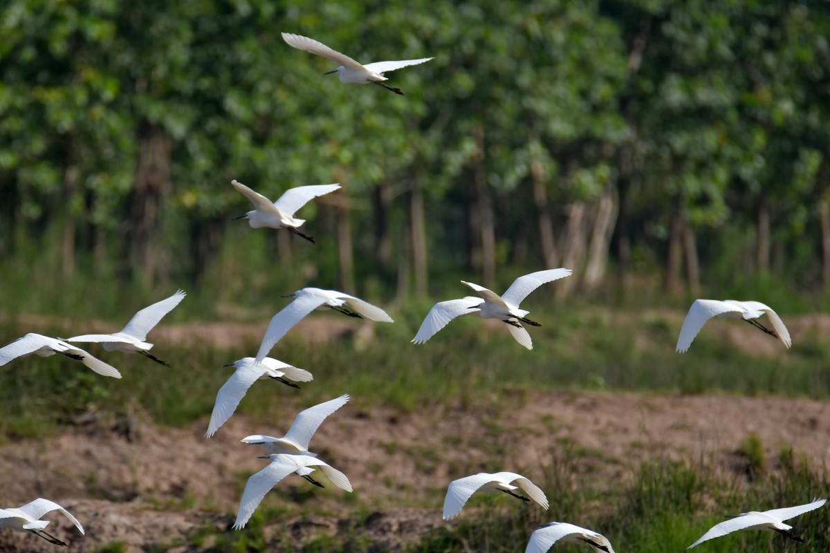 洞庭湖随拍（二）