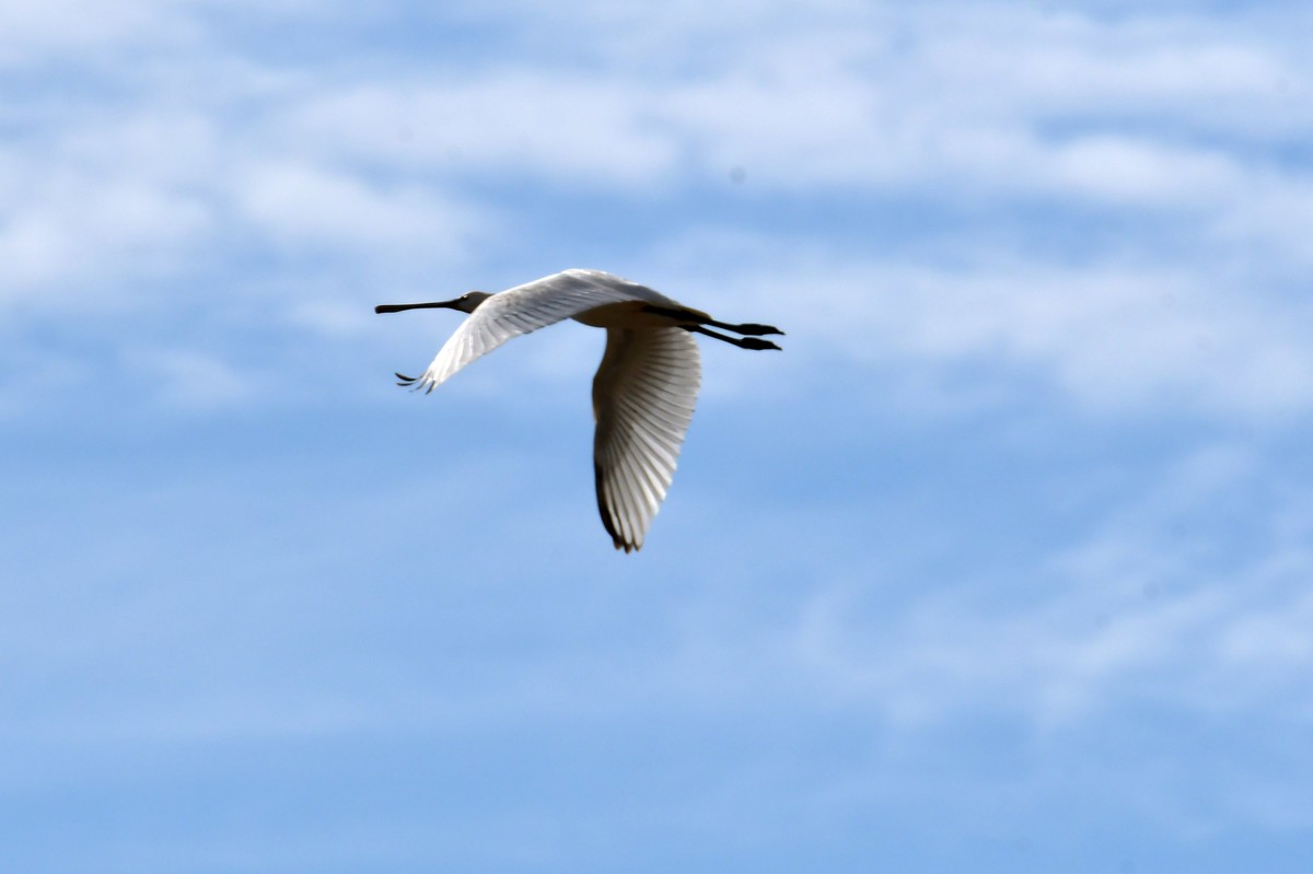 洞庭湖随拍（二）