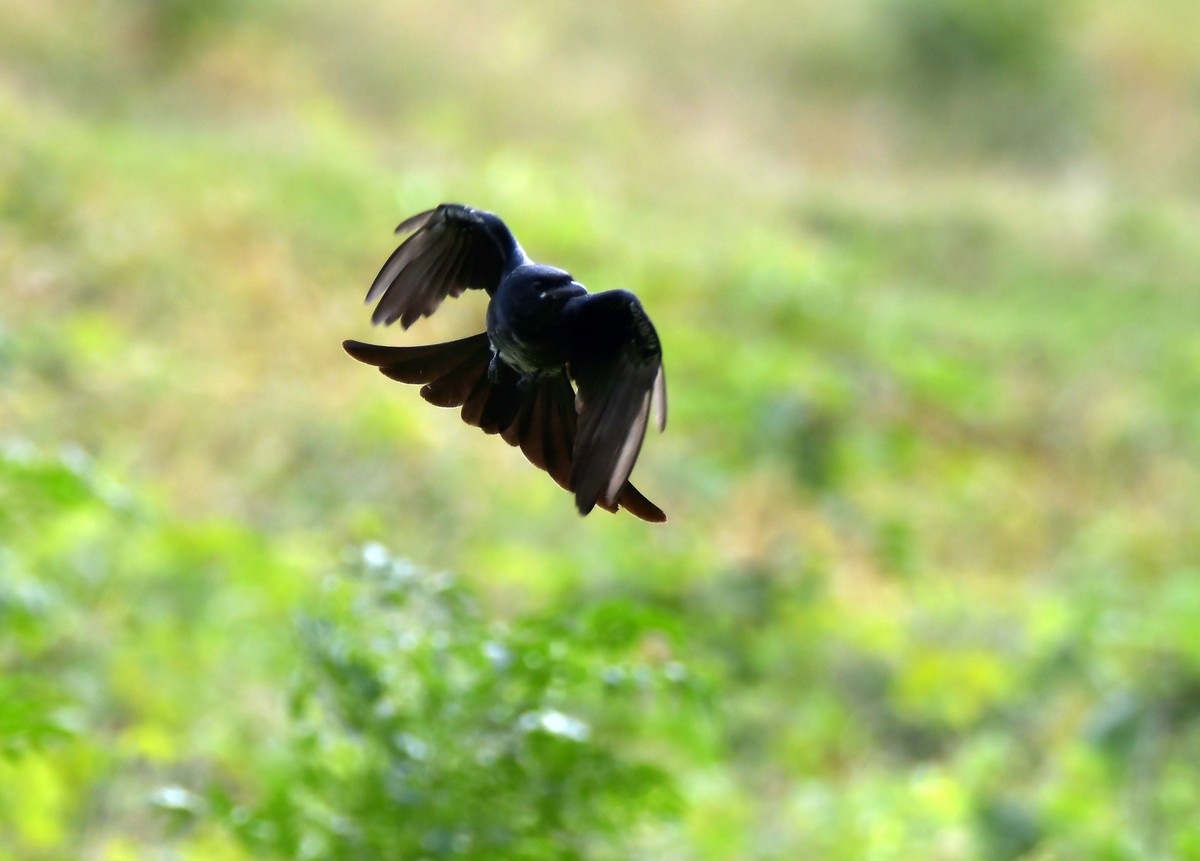 洞庭湖随拍（二）