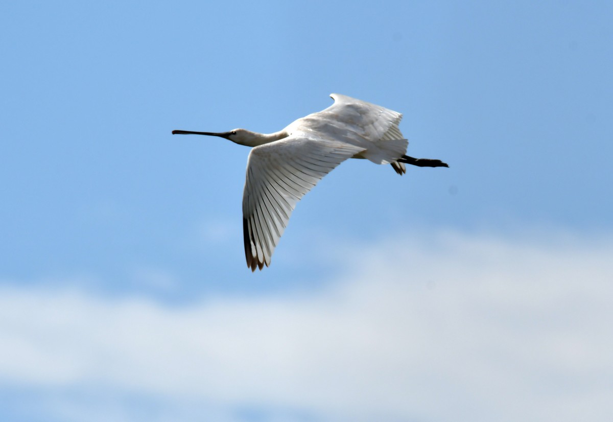 洞庭湖随拍（二）